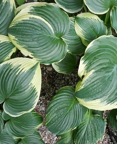 Backyard Hosta School Composition Book