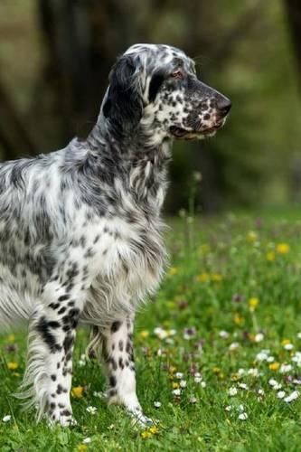 English Setter