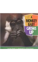 A Monkey Baby Grows Up