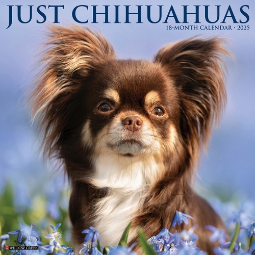 Chihuahuas 2026 12 X 12 Wall Calendar