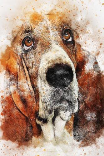 A Bassett Hound Dog Illustration Art Journal