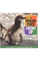 A Penguin Chick Grows Up