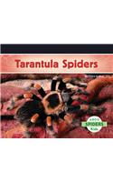 Tarantula Spiders