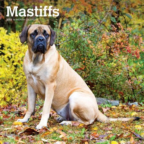 Mastiffs 2022 Square