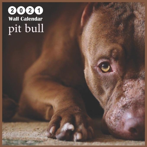pit bull