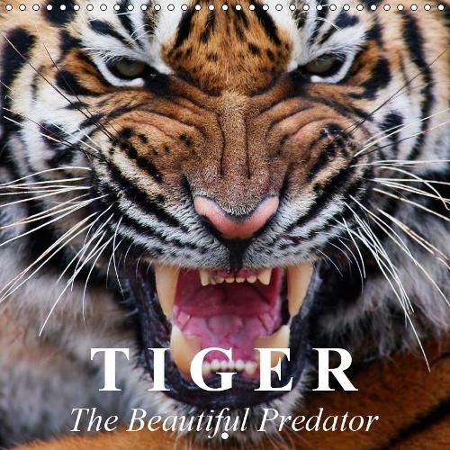 Tiger • The Beautiful Predator 2019