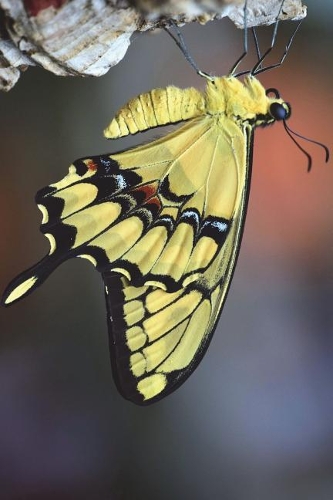 Yellow Papilio Machaon Swallowtail Butterfly Journal