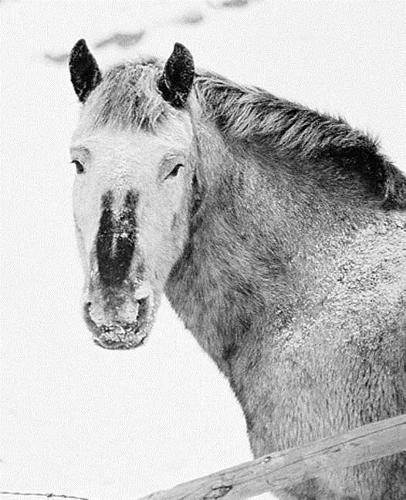 Winter Theme School Composition Book Horses In Snow 130 Pages