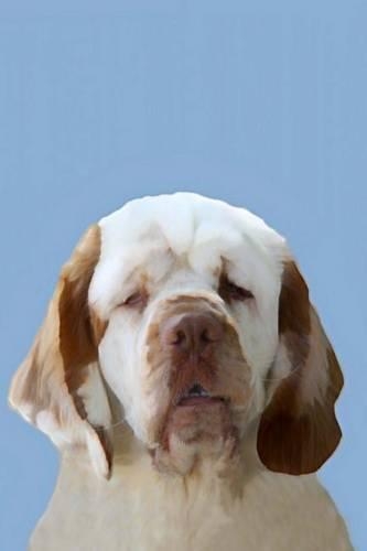 Clumber Spaniel
