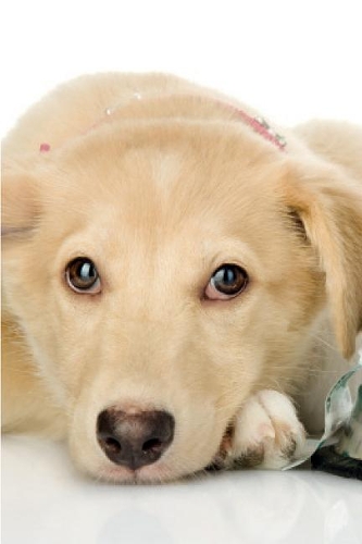 Cute Dog February Notebook & Journal. Productivity Work Planner & Idea Notepad