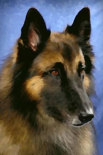 Belgian Tervuren