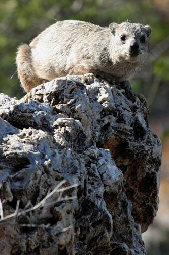 Procavia Capensis Cape Hyrax High on a Rock Outcropping Journal