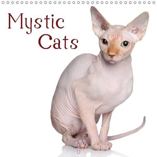 Mystic Cats 2017