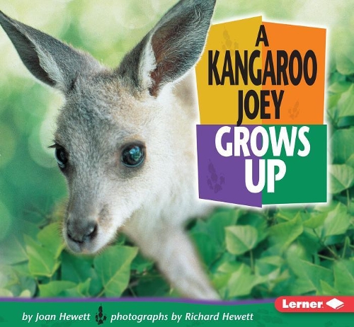 A Kangaroo Joey Grows Up