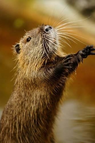 A Brown Nutria (Myocastor Coypus) Animal Journal