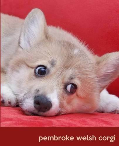 Pembroke Welsh Corgi