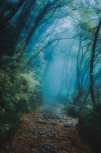 Into the Woods on a Magical Misty Morning