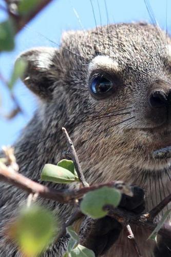 Procavia Capensis Cape Hyrax in a Tree Journal
