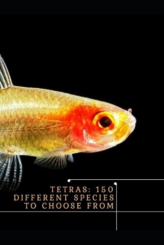 Tetras