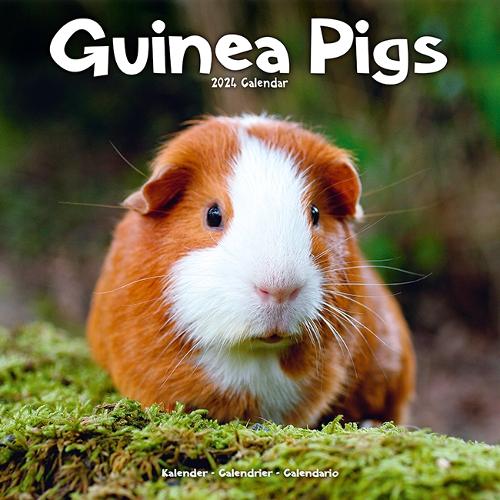 Guinea Pigs Calendar 2024  Square Animal Wall Calendar - 16 Month