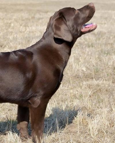 Labrador Retriever