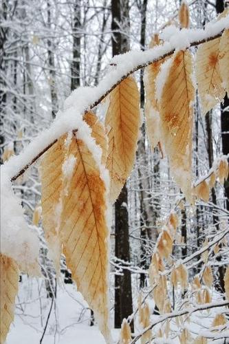 2020 Weekly Planner Winter Snowy Forest Branch 134 Pages