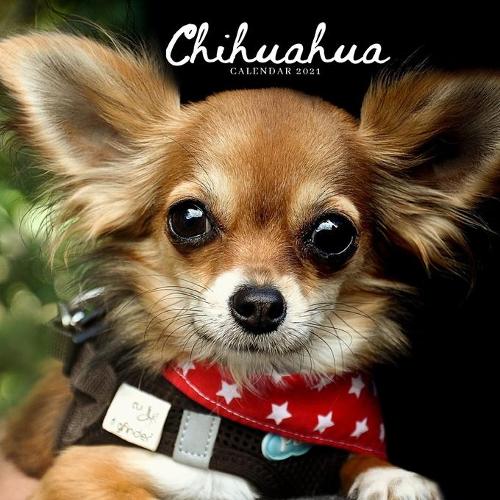 Chihuahua Calendar 2021