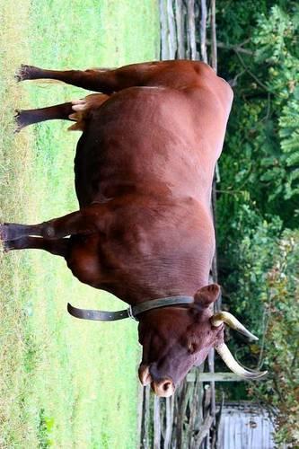 North Devon Ruby Red Cow