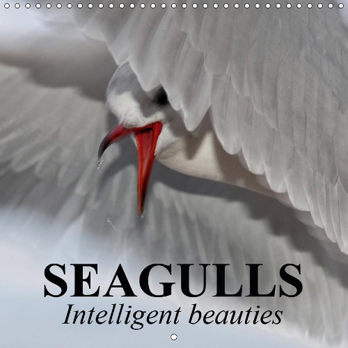 Seagulls Intelligent beauties 2019