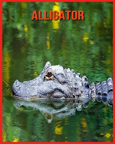 Alligator