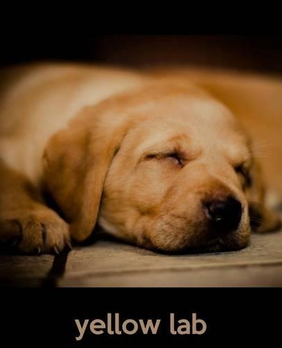 Yellow Lab