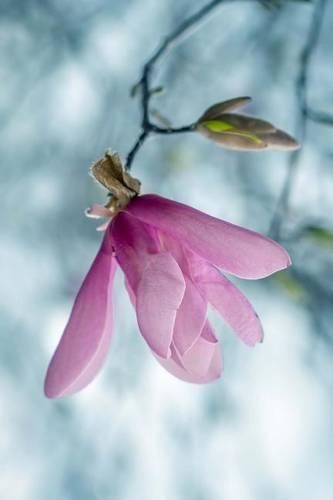 Pretty Pink Magnolia Blossom in the Spring Journal