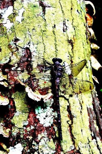 Purple Dragonfly Pretty Blank Lined Journal for daily thoughts notebook Lovely Lake Arrowhead Photograph