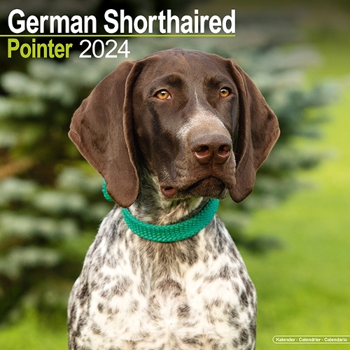 German Shorthair Pointer Calendar 2024  Square Dog Breed Wall Calendar - 16 Month
