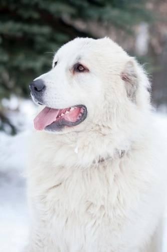 The Pyrenean Mastiff Dog Journal