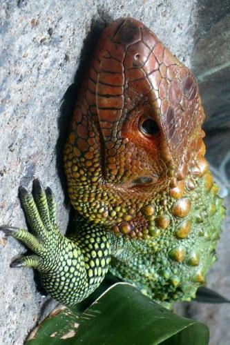 Caiman Lizard Posing for Fame Journal