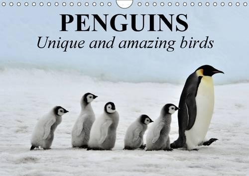 Penguins Unique and amazing birds 2016