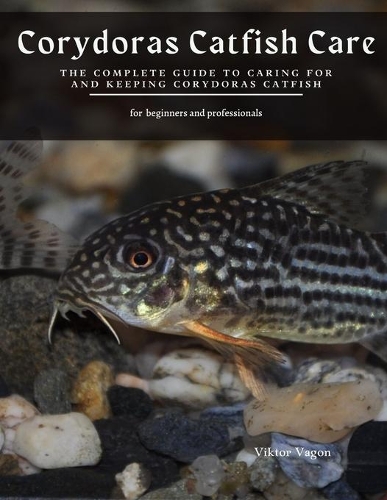 Corydoras Catfish Care