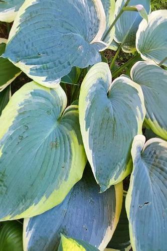 Journal Hosta Garden