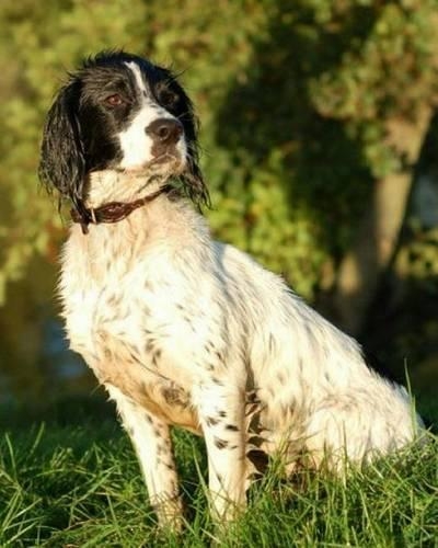 English Springer Spaniel
