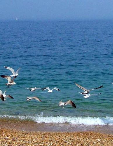 Beach Sand Dune Sandy Shell Shells Ocean Sea Marine Biology Water Swimming Pool