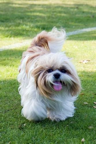 Adorable Puppy Journal