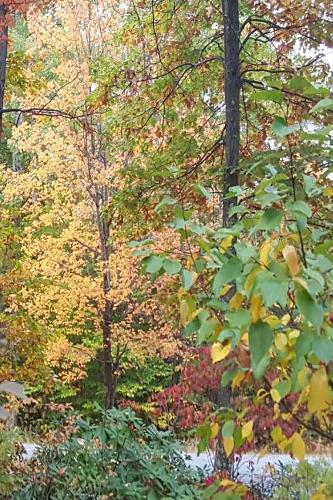 2019 Weekly Planner Autumn Colors Fall Foliage 134 Pages: (2019 Planners Calendars Organizers Datebooks Appointment Books Agendas)