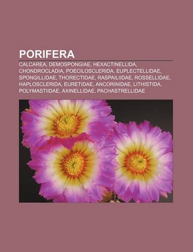 Porifera