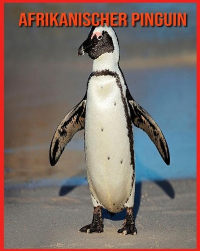 Afrikanischer Pinguin