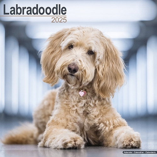 Labradoodle Calendar 2025 Square Dog Breed Wall Calendar - 16 Month