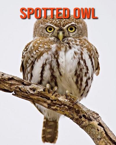 Spotted Owl