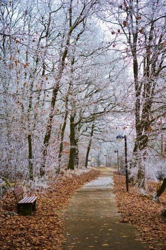 Beautiful Winter Path Journal: Take Notes, Write Down Memories in this 150 Page Lined Journal