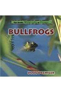 Bullfrogs