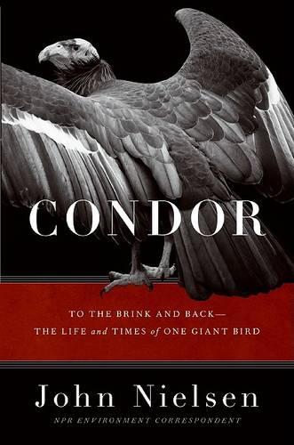 Condor